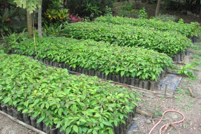 Reforestation Program